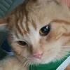 Cheow & Meow TV