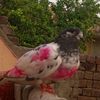 ahad.ali392