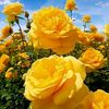 hossan.12343