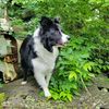 izzythedivadog