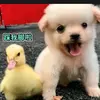 Funny animals