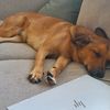 angiethemutt