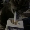_d0nti1