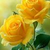 user4620246156909