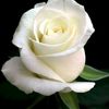 ayanih.bosin