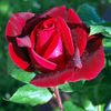 mariii_2021_
