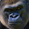 gorillas_mylove
