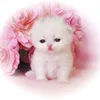 user93198193001447