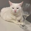 meowzaza24
