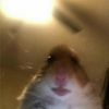 soyunhamster3
