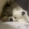mivvvtsh