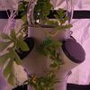 Aeroponic Adventure