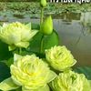 user74182675194377