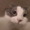 leisswx_