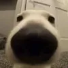 bombayahhhhh_1