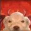 perrofloppa_void20