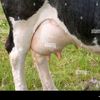 thecowsmeeow