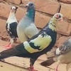 shahpigeons