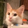 kitten_snakes
