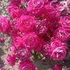 dh.farooq
