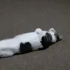 liftikoff
