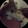 nhincaichogi669