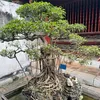 linchen556