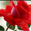 user5331386857681