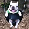 bungefrancis_