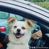claudiu.maximus
