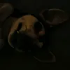 oski12y