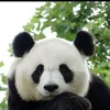 shuyu8896