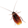 headless_r0ach
