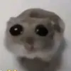 Giáo phái CàMéo