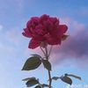 salma64677