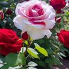 raham.ali2