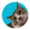 Cat Videos Hub