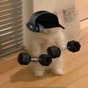 timkahamster_04