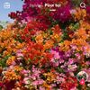 cerise_58