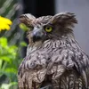 fish_owl5