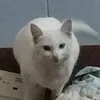 tichtacqq