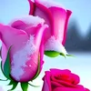 user3737719908817
