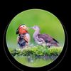 .thu.ya.aung53