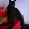 leoncat0805