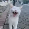 96diwalikyoutuh