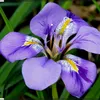 iris70079