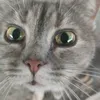 meowsio1