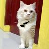 gembul_mochipersiancat