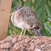 birds.972