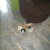 raul.callirgos.fe